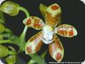 Phal. tetraspis x virides